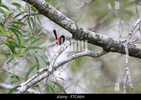 Red-backed fairywren (Malurus melanocephalu) in Australia Foto Stock