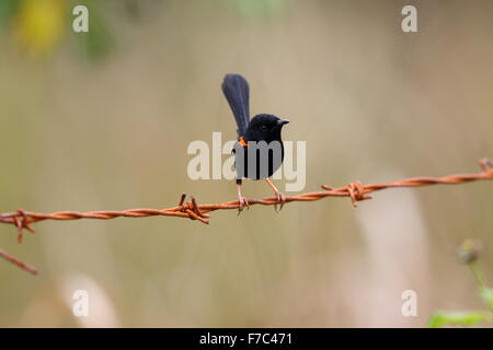 Red-backed fairywren (Malurus melanocephalu) in Australia Foto Stock