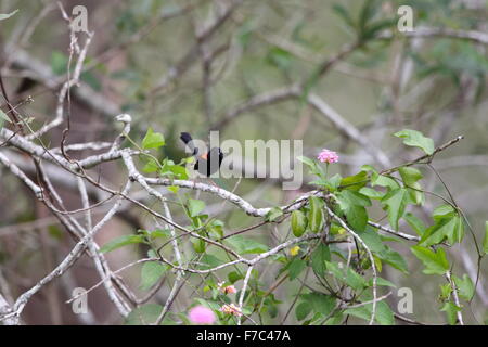 Red-backed fairywren (Malurus melanocephalu) in Australia Foto Stock