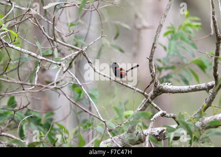 Red-backed fairywren (Malurus melanocephalu) in Australia Foto Stock