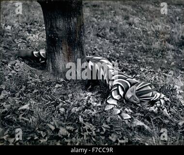 1968 - vive da essendo un serpente: Metà Metà francese cinese, Rose Lalnos, sotto cinque piedi sotto sette ragazza di pietra che è nightly gettati circa da due cacciatori che la sua cattura in Prinse of Wales Theatre legge della giungla, piace scappare per mettere in pratica il suo serpente - movimenti simili nel parco. Ha insegnato alla danza e distorcere il suo corpo come presto come due anni di età della zia, ella è stata guadagnare la sua vita a 14, sul continente. Lei non è mai stata in Inghilterra prima ma ama che ora lei è qui. La sua pelle di serpente stretto abito dura solo un paio di settimane a causa dell'attrito come ella è oscillata contro la s Foto Stock