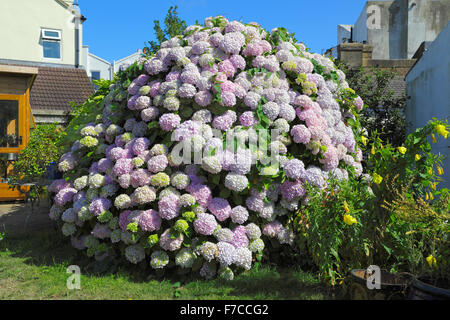 Magnifico grande cespuglio di hydrangea fiorito in un giardino inglese sulla costa meridionale dell'Inghilterra, Sussex orientale, hydrangeas UK Foto Stock