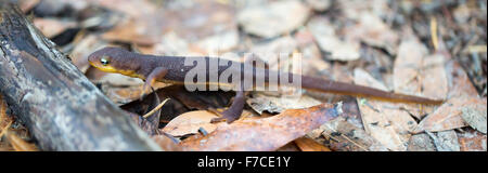 Rough-scuoiati Newt (Taricha granulosa) Foto Stock