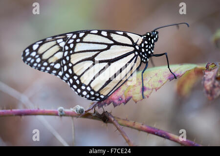 Farfalla monarca appollaiato su una foglia secca Foto Stock