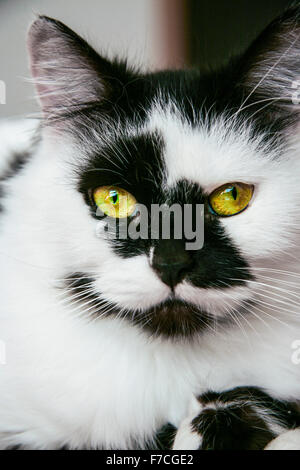 Bella maculato bianco e nero gatto maschio con occhi verdi a casa Foto Stock