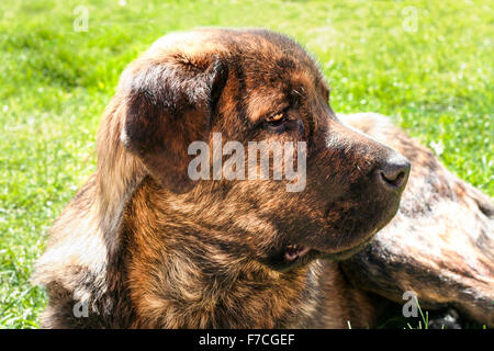 I giovani spagnoli a strisce Mastiff. Egli è sdraiati sull'erba Foto Stock