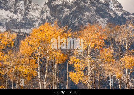 Aspen alberi con colori autunnali, traghetto Menors Historic District, il Parco Nazionale del Grand Teton, Wyoming USA Foto Stock