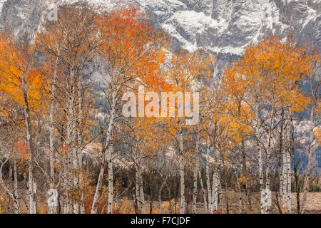 Aspen alberi con colori autunnali, traghetto Menors Historic District, il Parco Nazionale del Grand Teton, Wyoming USA Foto Stock