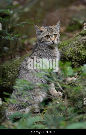 Unione gatto selvatico / Europäische Wildkatze ( Felis silvestris silvestris ) seduto in un bosco di conifere. Foto Stock