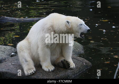 Coppia di orso polare (Ursus maritimus) sbadigli vicino al bordo dell'acqua Foto Stock