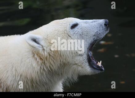 Extreme closeup della testa di un arrabbiato maturo orso polare (Ursus maritimus) ringhiando, mostrando il suo grande denti canini Foto Stock