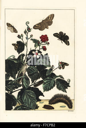 Fox moth, Macrothylacia rubi, e autunno tappeto verde, Chloroclysta miata, su blackberry bush, Rubus fruticosus. Handcolored incisione su rame disegnato e inciso da Giacobbe l'Admiral in Naauwkeurige Waarneemingen omtrent de veranderingen van veele Insekten (Descrizioni accurate delle Metamorfosi di insetti), J. Sluyter, Amsterdam, 1774. Per questa seconda edizione, M. Houttuyn aggiunto un altro otto piastre all'originale 25. Foto Stock