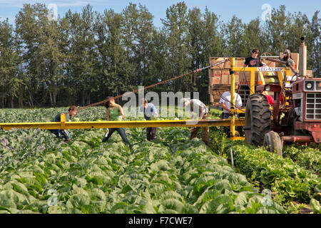 Lavoratori agricoli che cavolo di raccolta " Brassica oleracea". Foto Stock