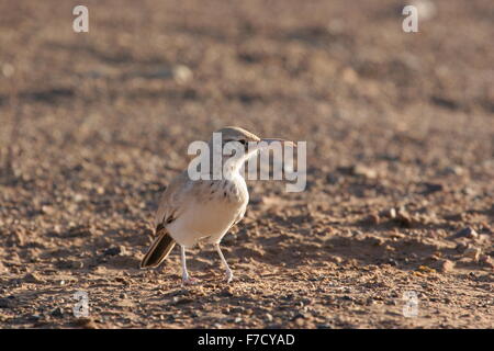 Maggiore upupa-lark (Alaemon alaudipes) Foto Stock