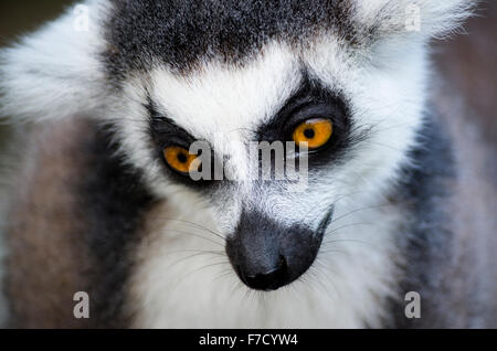 Close up anello-tailed lemur (Lemur catta) Foto Stock