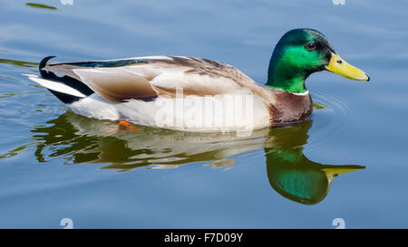 Mallard duck (Anas platyrhynchos) sulle sponde di un lago e riflessa nell'acqua nel Regno Unito. Mallard duck acqua. Drake Mallard duck. Mallard duck nuoto. Foto Stock