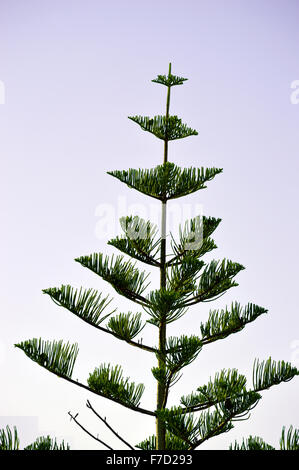 Isola Norfolk Pine nome latino Araucaria heterophylla Foto Stock