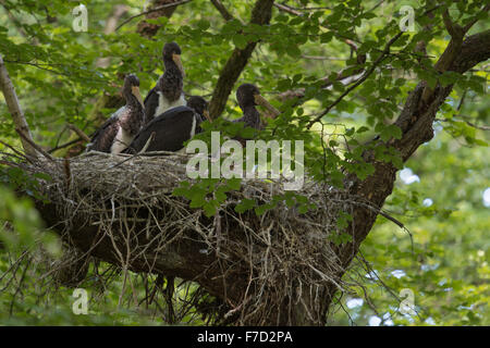 I giovani della Ciconia Nera / Schwarzstorch ( Ciconia nigra ) seduti nel loro enorme eyrie / nido, in alto in un vecchio albero, la fauna selvatica, in Europa. Foto Stock