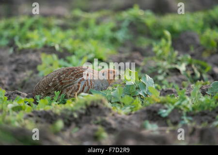 La starna / Rebhuhn ( Perdix perdix ) accovacciato tra erbe su un campo, mangiare semi. Foto Stock