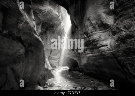 Alberi di luce nello slot canyon. Kanarra Creek, Utah. Dixie National Forest Foto Stock