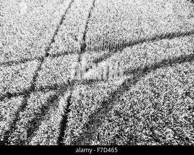 Le tracce in cornfield Foto Stock