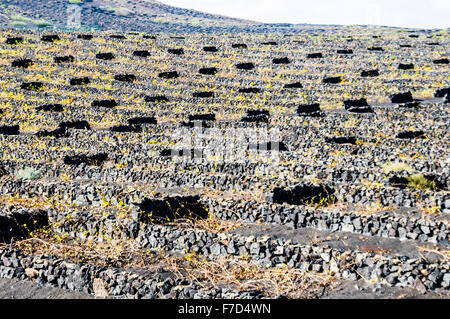 Vigneti terrazzati con pareti realizzate da lavarock in Lanzarote Foto Stock