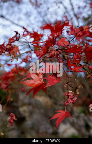 Caduta delle Foglie - Foglie rosse Foto Stock