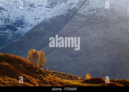 Argento betulle in colori autunnali con il Bidean nam Bian come sfondo, sulla salita del Pap di Glencoe, Scozia Foto Stock