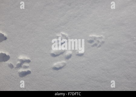 In inverno la neve le scene con le tracce degli animali e il gelo in alberi Foto Stock