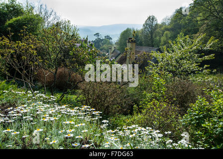 Vista su cottage con il tetto di paglia a Selworthy, Somerset, Inghilterra, Regno Unito Foto Stock