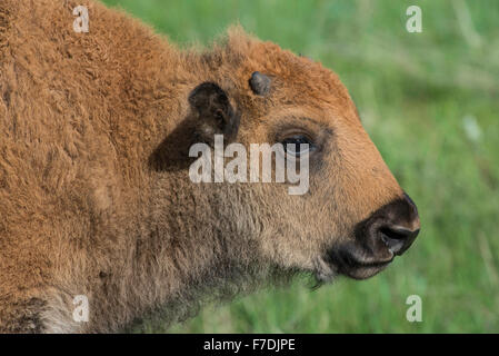 I bisonti americani (Bison bison) ritratto, Fort Custer State Park, S. Dakota USA Foto Stock