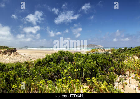 Il paesaggio costiero di Wilsons Promontory National Park, Victoria, Australia, con Shellback isola in background. Foto Stock