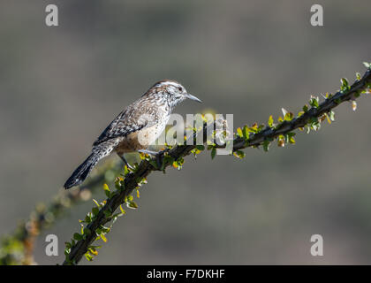 Un Cactus Wren (Campylorhynchus brunneicapillus) arroccato su un cactus. Il Parco nazionale del Saguaro, Tucson, Arizona, Stati Uniti. Foto Stock