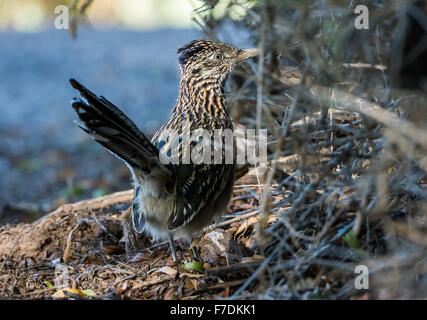 Una maggiore Roadrunner (Geococcyx californianus) nel deserto a sud-ovest. Tucson, Arizona, Stati Uniti. Foto Stock