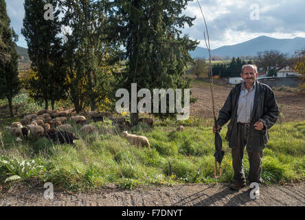 Un pastore con il suo gregge in Mantineia, vicino a Tripoli, Southern Arcadia, Peloponneso, Grecia Foto Stock
