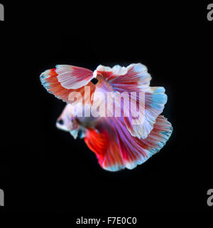 Betta pesce mezza luna Foto Stock