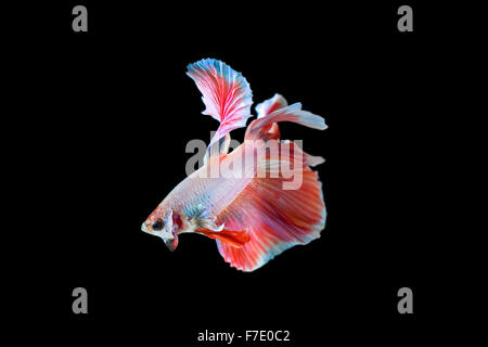 Betta pesce mezza luna Foto Stock