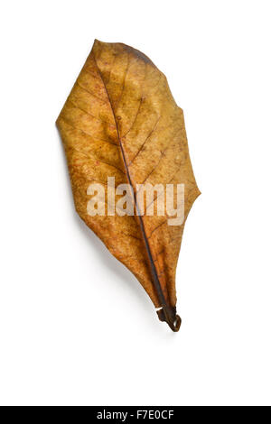 Asciugare terminalia catappa leaf su sfondo bianco Foto Stock