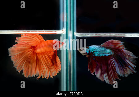 Siamese fighting fish affrontare Foto Stock