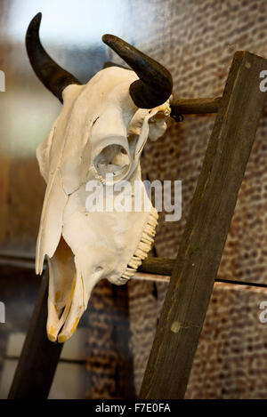 Vacca profilo del cranio Foto Stock