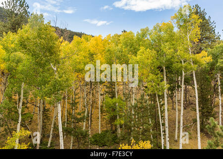 Un boschetto di tall curvando white aspen trunk Wilkerson Pass, Colorado. Foto Stock