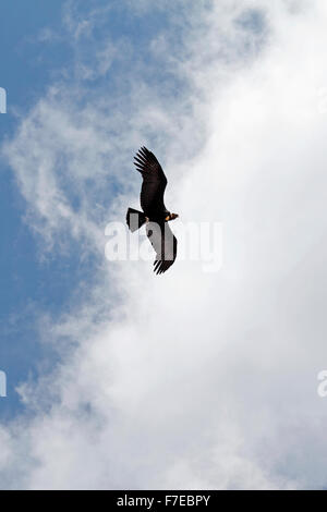 Condor volando sopra la Cordigliera delle Ande Foto Stock