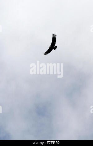 Condor volando sopra la Cordigliera delle Ande Foto Stock