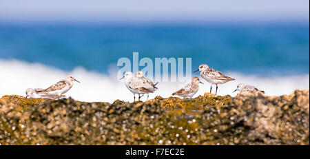 Un gruppo di piccoli stint (Calidris minuta). Questo piccolo guado shorebird è un migrante, allevamento nel sub-tundra artica e islan Foto Stock