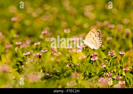 Il grande arabo di salmone butterfly, (Colotis fausta syn Madais fausta) è una piccola farfalla della famiglia Pieridae, che è trovato Foto Stock