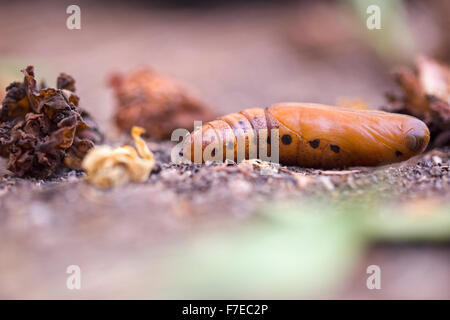 Pupa di un bruco dell'oleandro Hawk-moth (Daphnis nerii) sul terreno questo ciclo dura circa un 120 giorni fotografati in Foto Stock