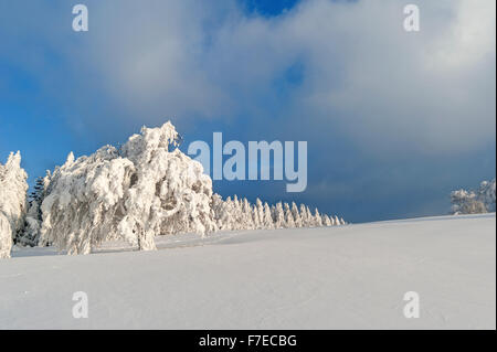 L'inverno nella Foresta Nera Foto Stock