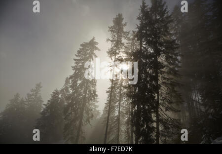 Raggi di sole lo scoppio attraverso gli alberi in una fredda giornata invernale in Donnersbachwald (Riesneralm) Stiria, Austria. Foto Stock