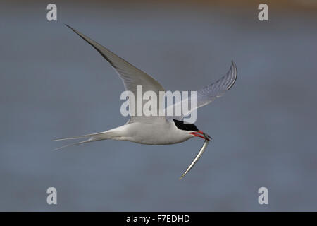 Elegante Tern Comune / Flussseeschwalbe ( Sterna hirundo ) vola su Nizza acqua colorata con un cicerello nel suo becco. Foto Stock