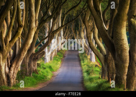 Faggio avenue, il buio siepi, Ballymoney, County Antrim, Irlanda del Nord, Regno Unito Foto Stock